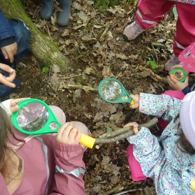 Waldwochen der Gänseblümchen